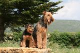 AIREDALE TERRIER 304